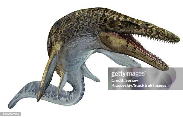 illustration of a mosasaurus from the cretaceous period of prehistoric times. - paläobiologie stock-grafiken, -clipart, -cartoons und -symbole