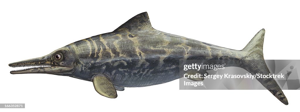 Ophthalmosaurus discus, a prehistoric animal from the Late Jurassic period.