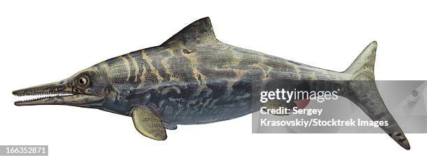 Ophthalmosaurus Discus A Prehistoric Animal From The Late Jurassic Period, Stock-Foto