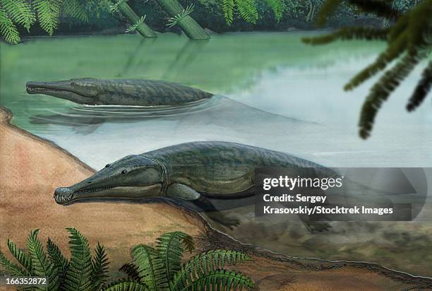 stockillustraties, clipart, cartoons en iconen met two prehistoric platyoposaurus stuckenbergi animals swim ashore. - trias