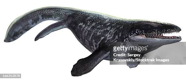 illustration of a prognathodon from the prehistoric era. - paleozoic era stock-grafiken, -clipart, -cartoons und -symbole