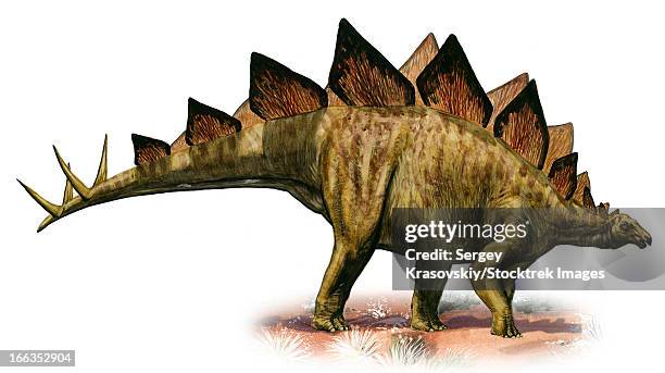 516点のステゴサウルスのストックフォト Getty Images 516点のステゴサウルスのストックフォト Getty Images