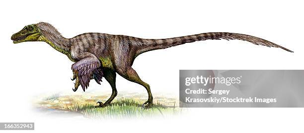 velociraptor mongoliensis, a prehistoric era dinosaur fromthe cretaceous period. - paläobiologie stock-grafiken, -clipart, -cartoons und -symbole