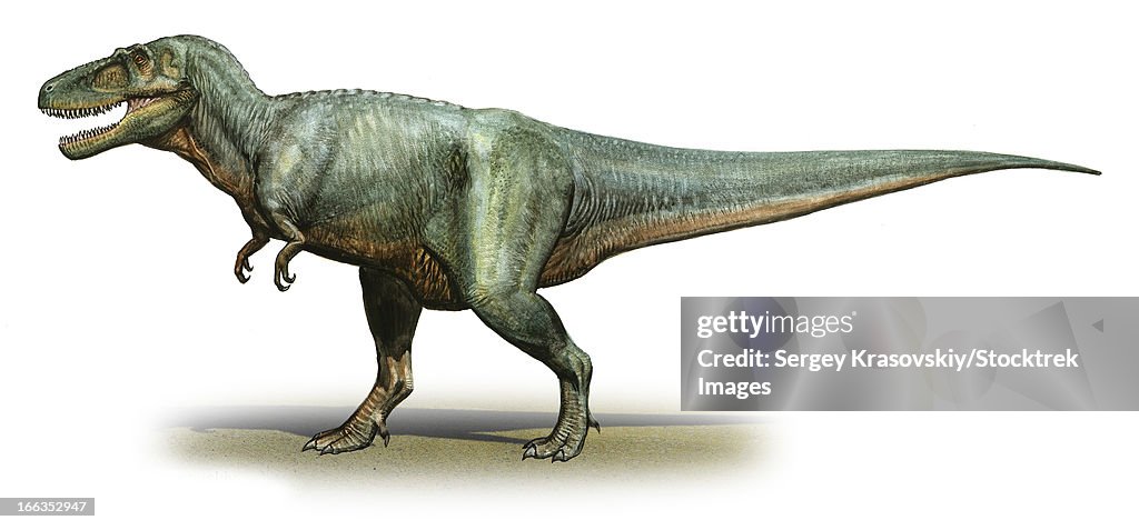 Daspletosaurus torosus, a prehistoric era dinosaur from the Late Cretaceous period.