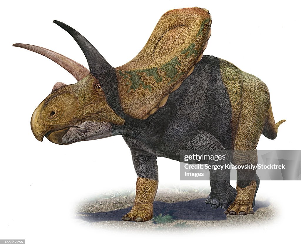 Torosaurus latus, a prehistoric era dinosaur from the Late Cretaceous period.
