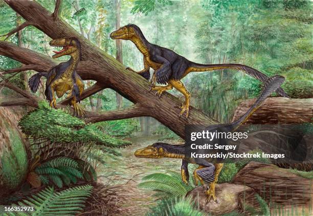 Balaur Roz Balaur Photos and Premium High Res Pictures - Getty Images