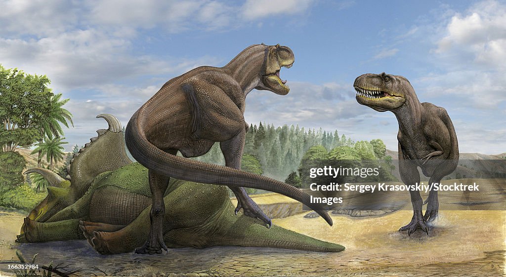 A Teratophoneus dinosaur defends its prey Kosmoceratops from another relative.