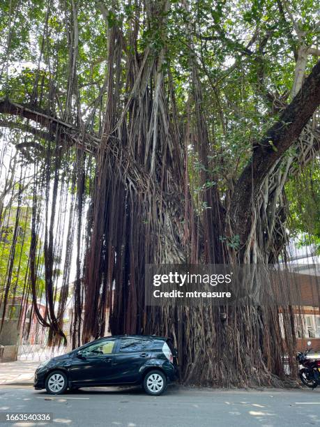 nahaufnahme eines schwarzen autos vor einem großen alten feigenbaumstamm mit luftwurzeln, die nach unten wachsen, indischer ficus, der in wohngebiet wächst, religiöses indisches banyanbaumexemplar, ficus benghalensis - benjamin stock-fotos und bilder