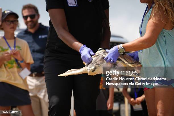 Tally, a Kemps ridley sea turtle, is carried so people can view it before it is released into the ocean Tuesday, Sept. 5 at Stewart Beach in...