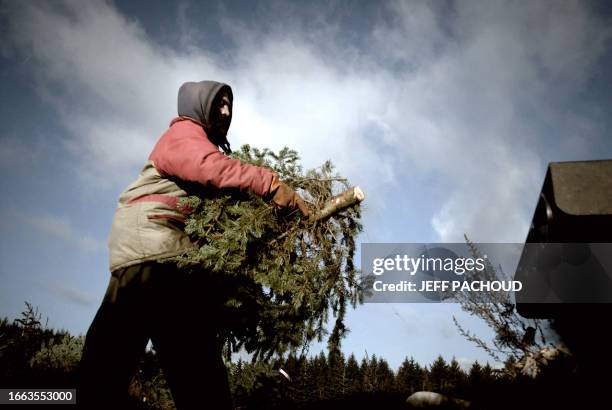 French Christmas trees plantation worker cuts down trees before packaging them for sale, 27 November 2007 in Chanteau, Burgundy region,...