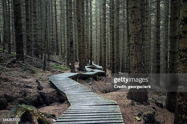 dark forest trail - pathways stock pictures, royalty-free photos & images