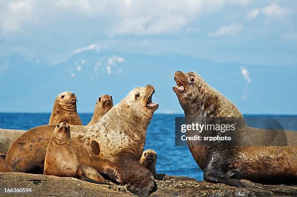 Sea Lion Images 818 Male Sea Lions Stock Photos, High-Res Pictures, and Images - Getty ...