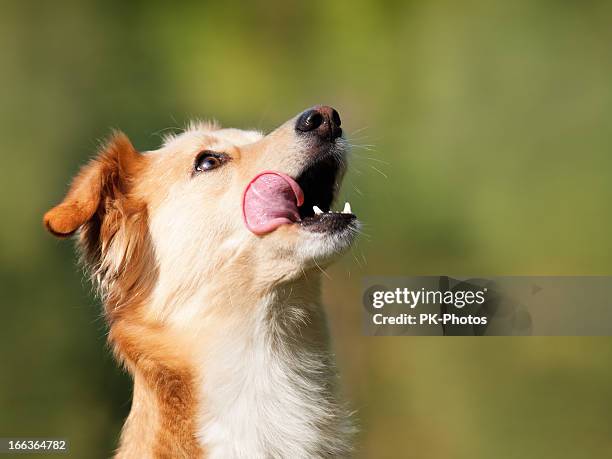 cane affamato con spazio copia - bocca di animale foto e immagini stock