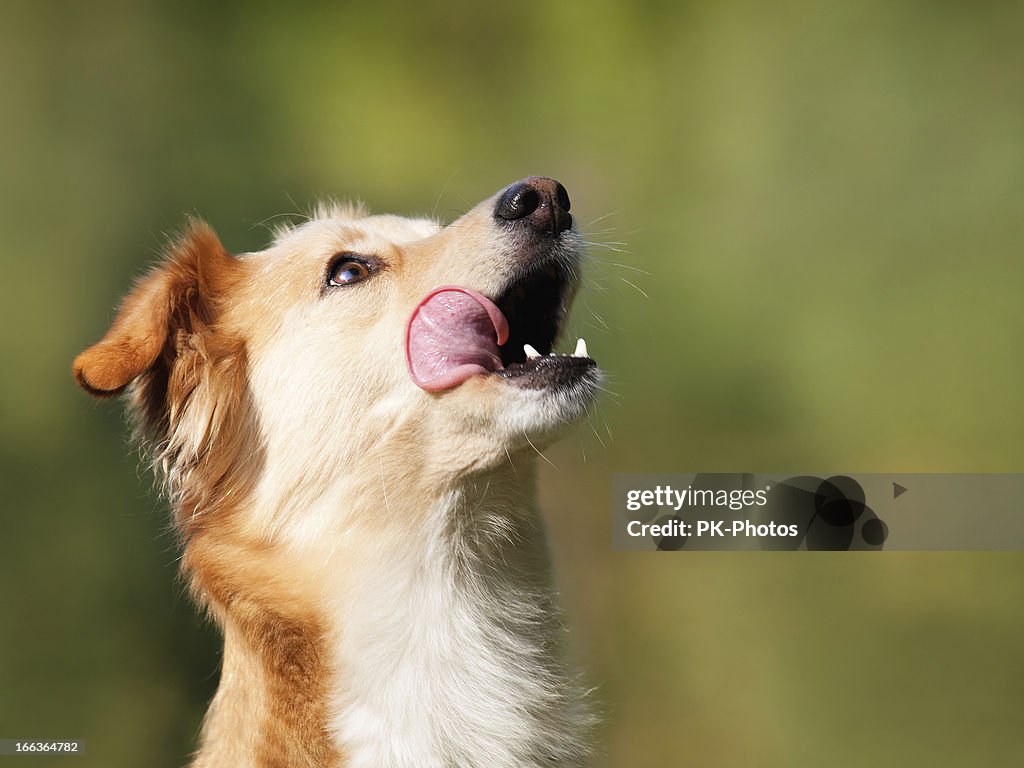 Hungry Dog - copy space