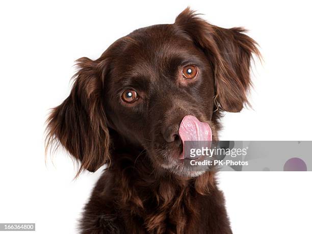 faim de chien - langue photos et images de collection