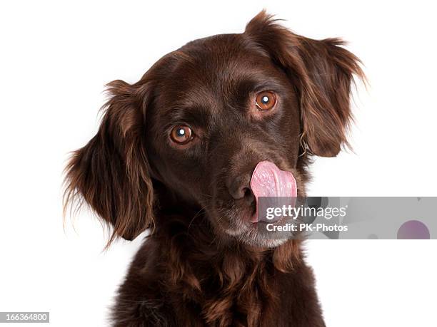 hungry dog - begging animal behavior stockfoto's en -beelden