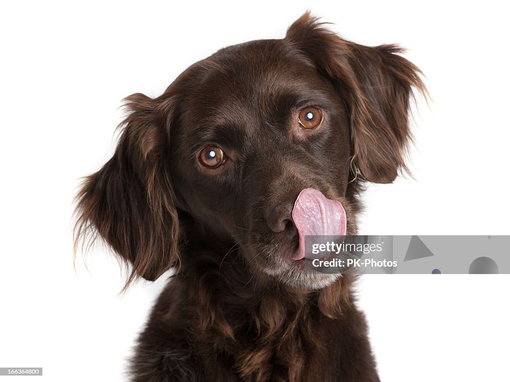 Hungry Dog
