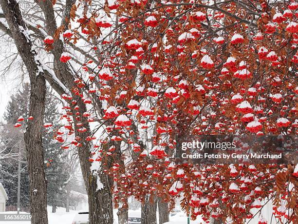 snow covered mountain ash - marchand stock pictures, royalty-free photos & images