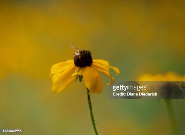 honey bee on a black-eyed susan flower - diane diederich fotografías e imágenes de stock