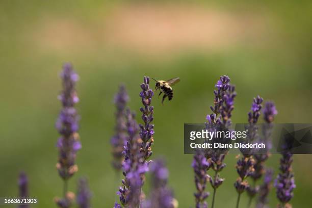 bumble bee flying amongst the lavender - diane diederich stock-fotos und bilder