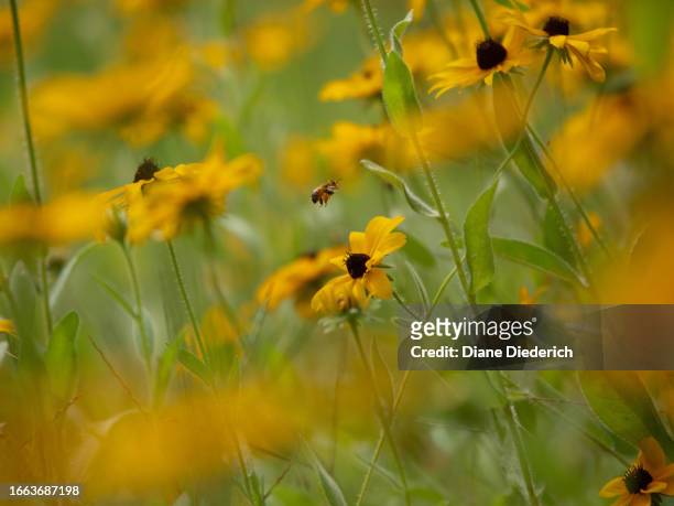 bee in a wildflower meadow - diane diederich - fotografias e filmes do acervo