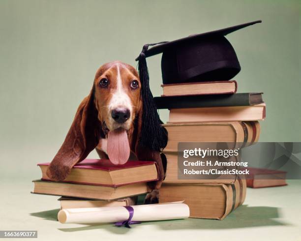 1960s Basset hound with books diploma and graduation cap mortarboard.