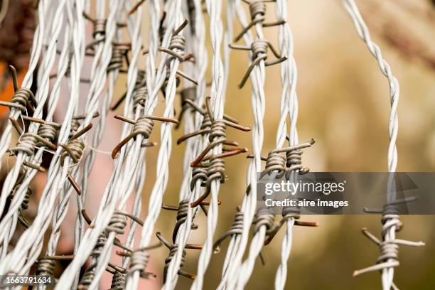 close up of some barbed wire's lines. a few barbed wire's lines in a close view. - guards division stock pictures, royalty-free photos & images