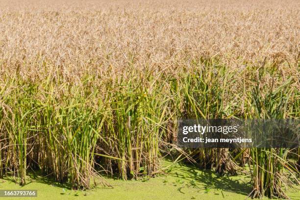 Wild Rice Plant Photos and Premium High Res Pictures - Getty Images