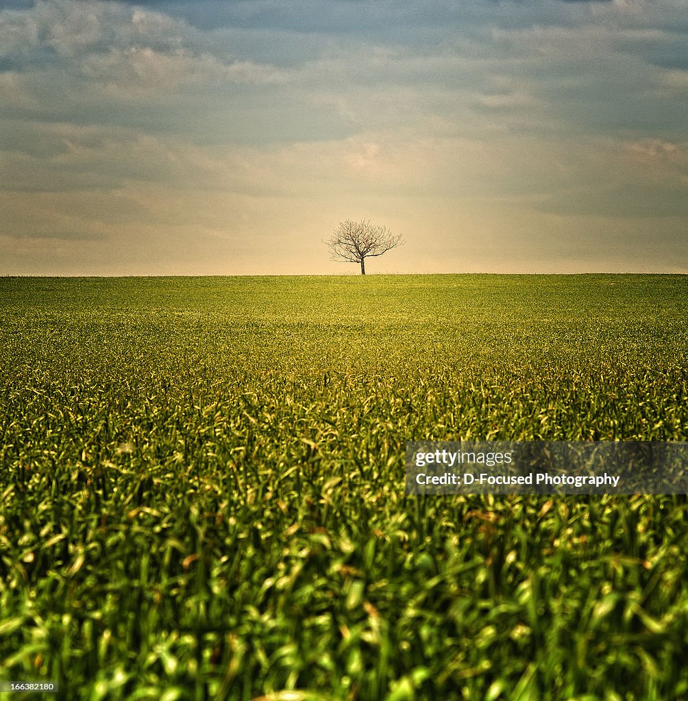 Lonely Tree