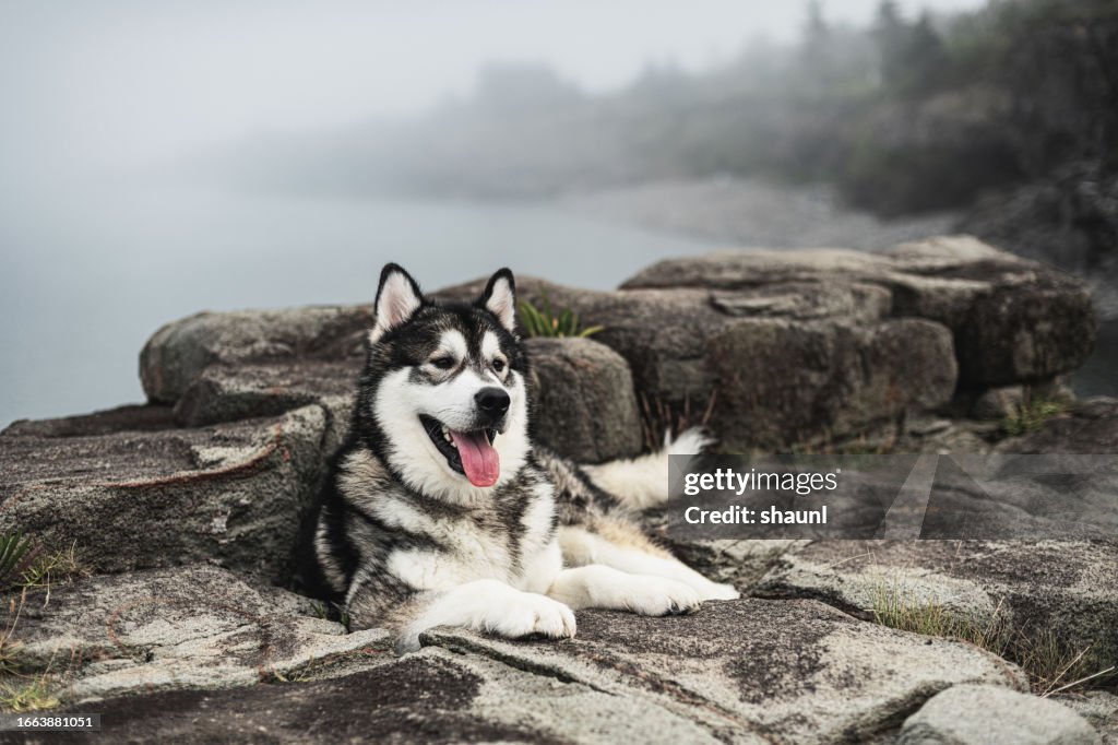 Alaskan Malamute