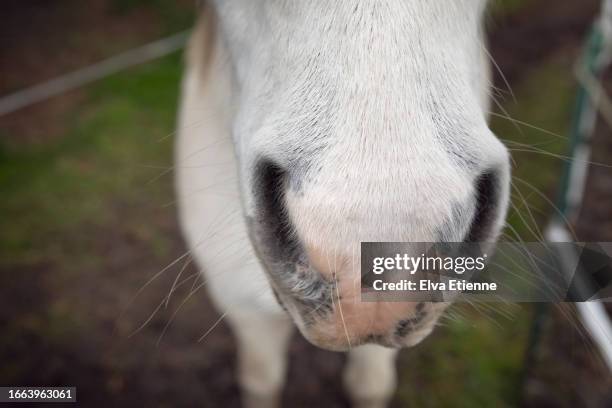 close-up of the muzzle of a white pony standing in an outdoor paddock. - animal nose stockfoto's en -beelden