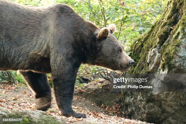 european brown bear (ursus arctos arctos) treading - nationalpark bayerischer wald stock-fotos und bilder