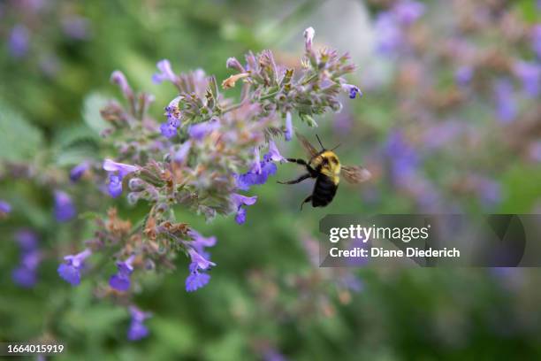 bumble bee flying amongst the purple catmint - diane diederich stock-fotos und bilder