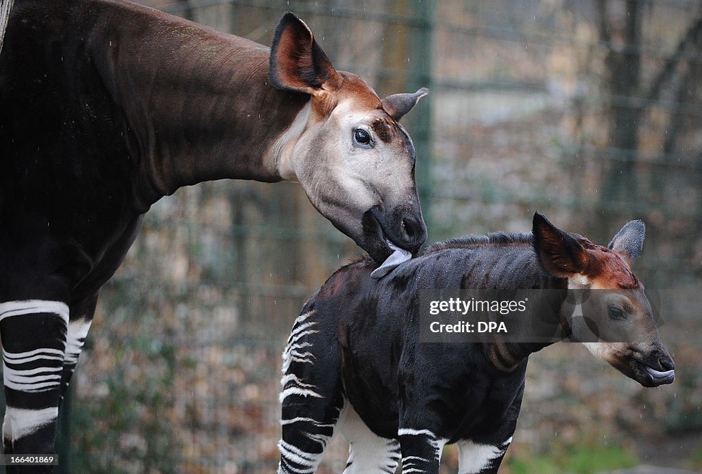 GERMANY-ANIMALS-OKAPI