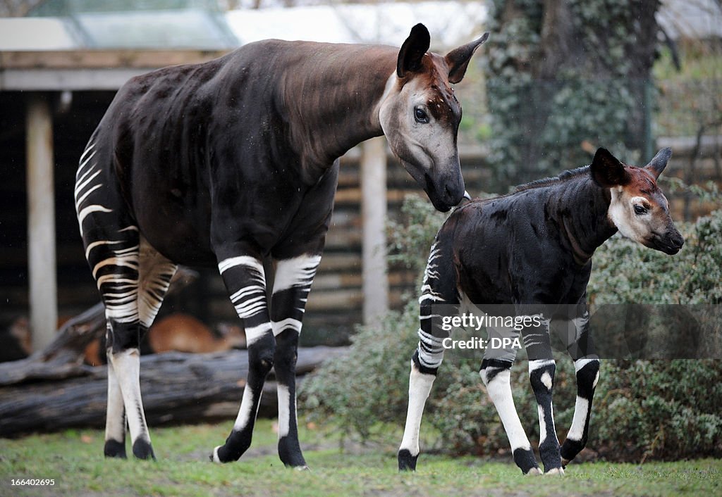 GERMANY-ANIMALS-OKAPI