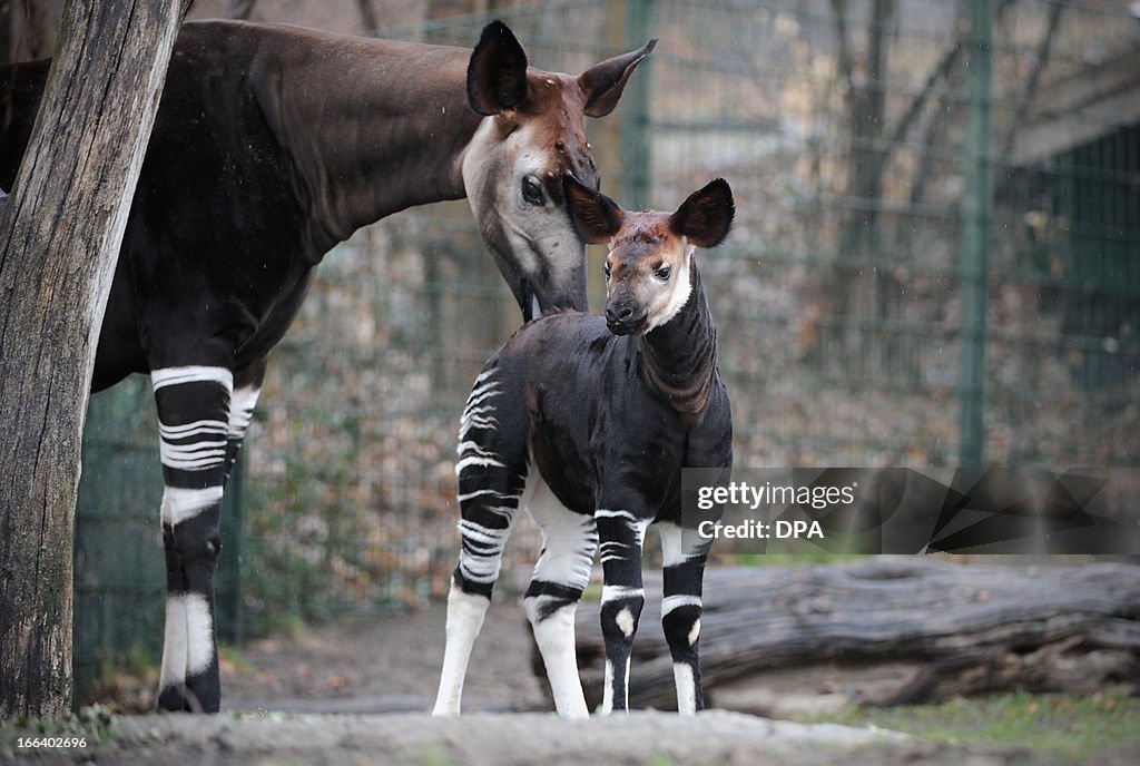 GERMANY-ANIMALS-OKAPI