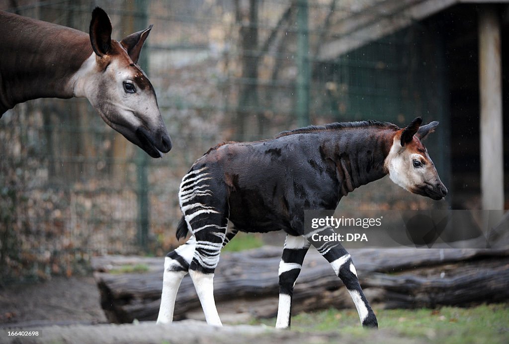 GERMANY-ANIMALS-OKAPI