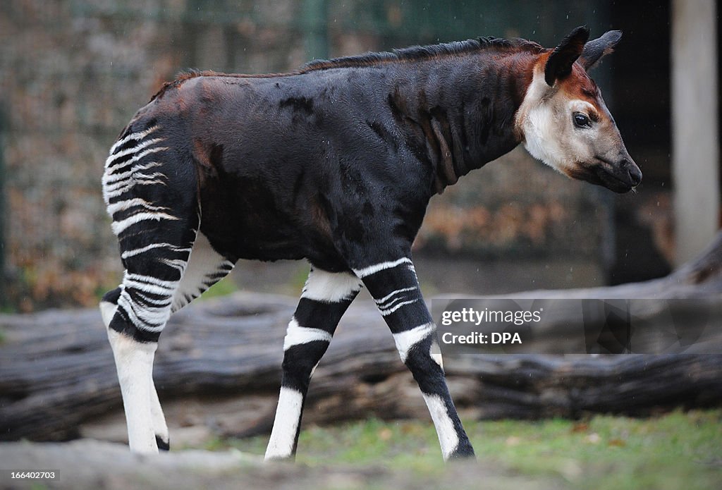 GERMANY-ANIMALS-OKAPI