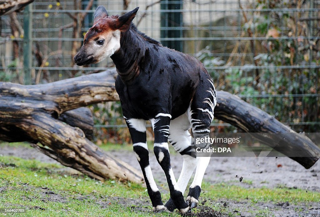 GERMANY-ANIMALS-OKAPI