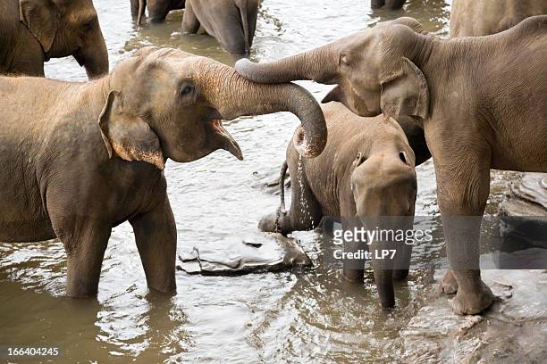 elephants in river - pinnawela stock pictures, royalty-free photos & images
