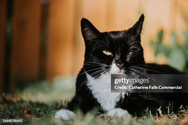 a relaxed black and white cat lies on the grass - pampered pets stock pictures, royalty-free photos & images