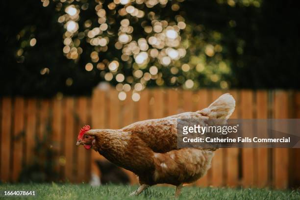 a brown hen grazes in a garden - brown bird stock pictures, royalty-free photos & images