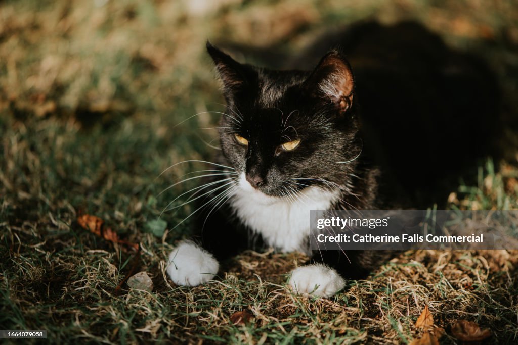 A relaxed black and white cat lies on the grass