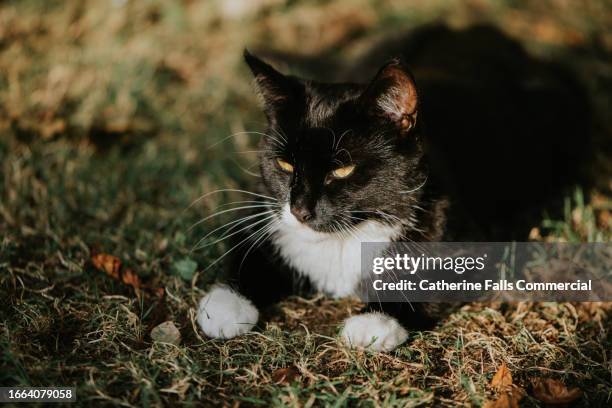 a relaxed black and white cat lies on the grass - animal sound stock pictures, royalty-free photos & images