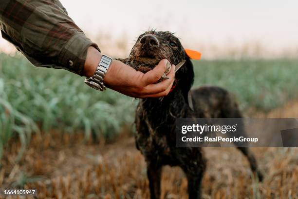 great catch - hunting dog stockfoto's en -beelden