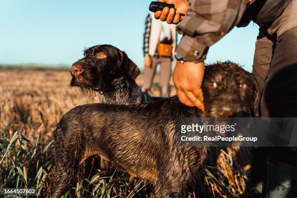 狩りのために犬を準備する - ブリタニースパニエル ストックフォトと画像