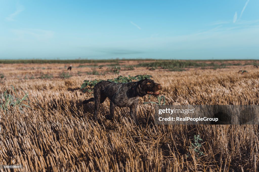 A shorthaired pointer dog running around a field with the hunting catch in his mouth