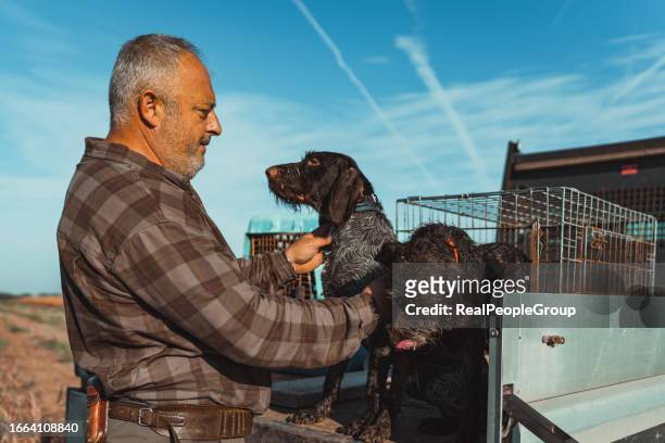 a mature caucasian man taking care of his shorthaired pointer dogs - brittany spaniel stock pictures, royalty-free photos & images
