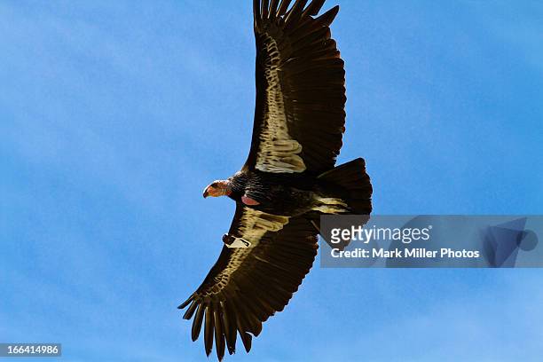 wild california condor- along the big sur coast - california condor stock pictures, royalty-free photos & images