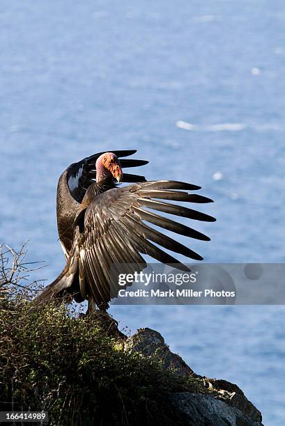 wild california condor- along the big sur coast - california condor stock pictures, royalty-free photos & images